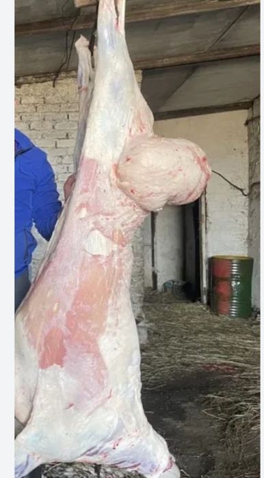 Продам мясо баранины