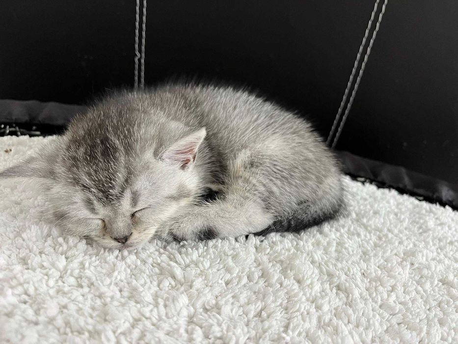 Котета - британски късокосмести