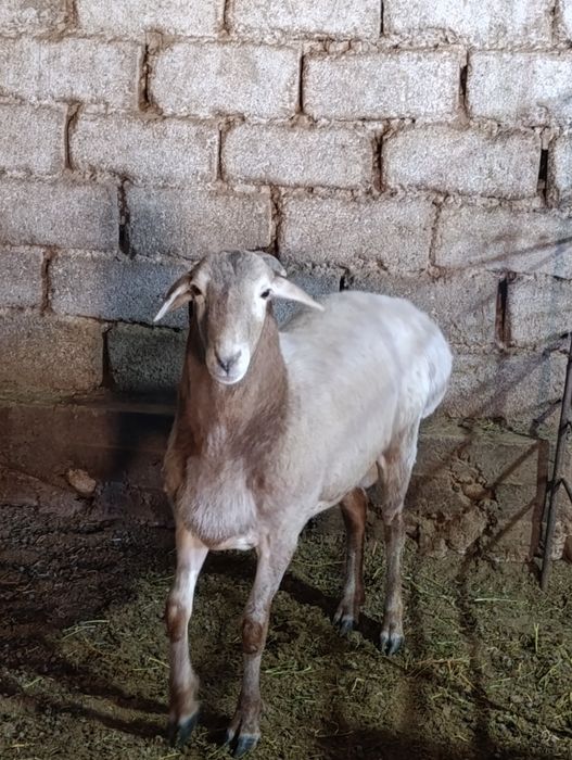 Asallomu allekom Qassob xizmati jivoy vesiga 85.000 mingdan