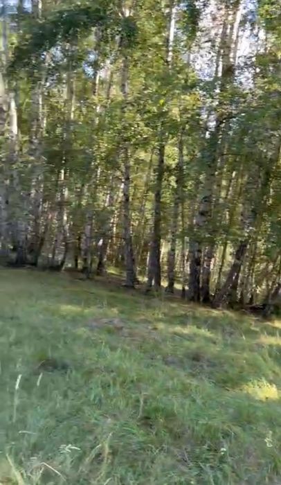 Pășune împădurită