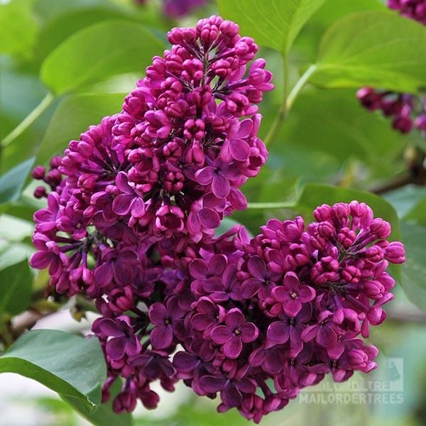 Liliac Intens Parfumat (Toate Culorile Dispinibile )