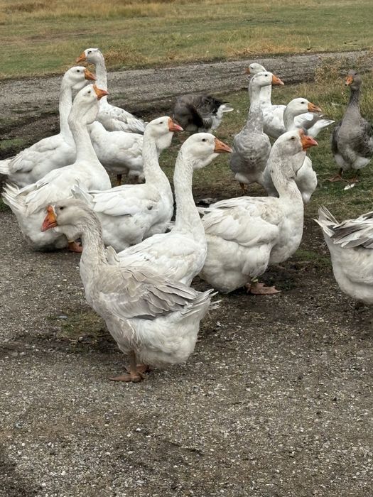 Млади гъски Холмогори и еденски и смес