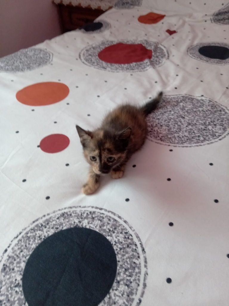 Micuțe prințese blanoase