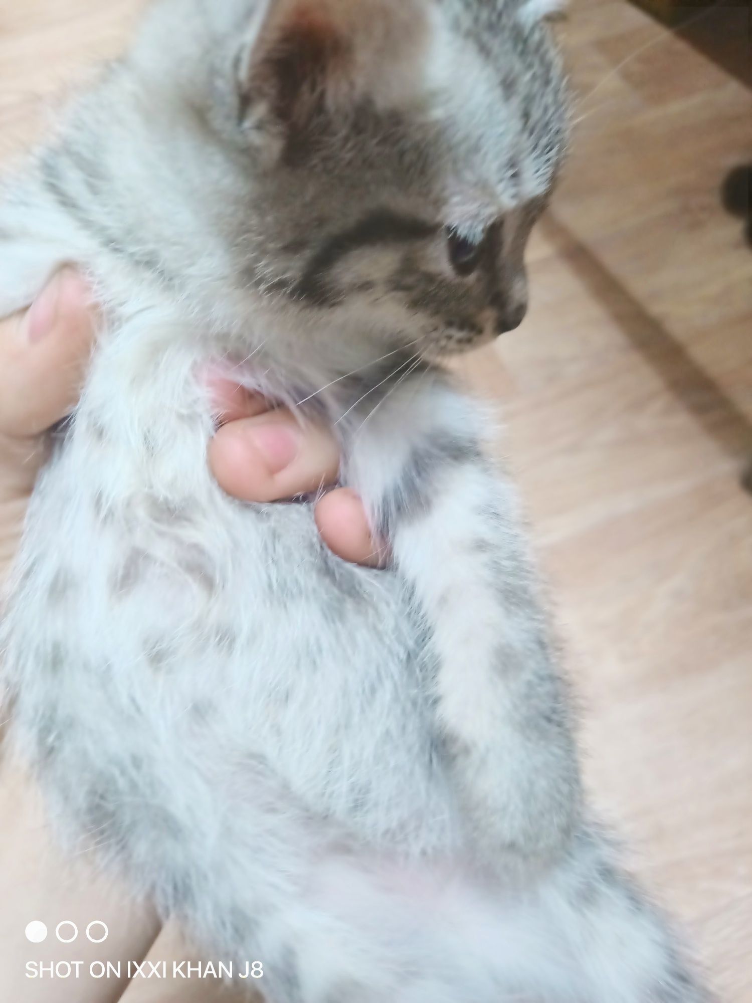 Одам в добрые руки котята