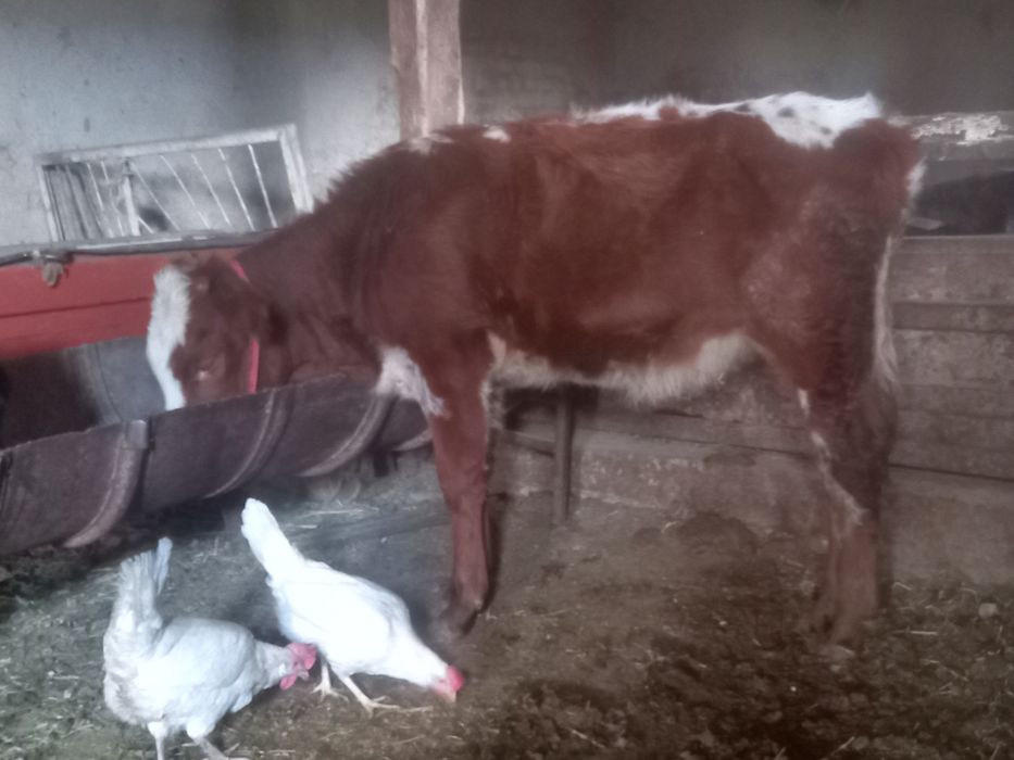 2ta mesni xonagi gunojinla sotiladi