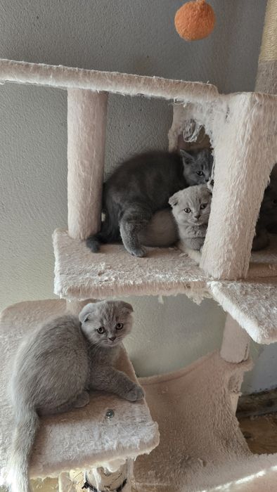 British shorthair fold lila