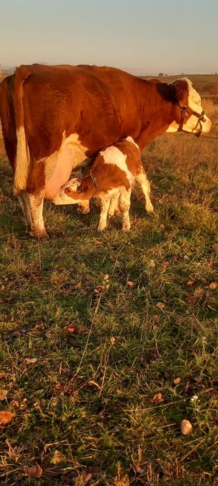 Vând două vacii cu viței