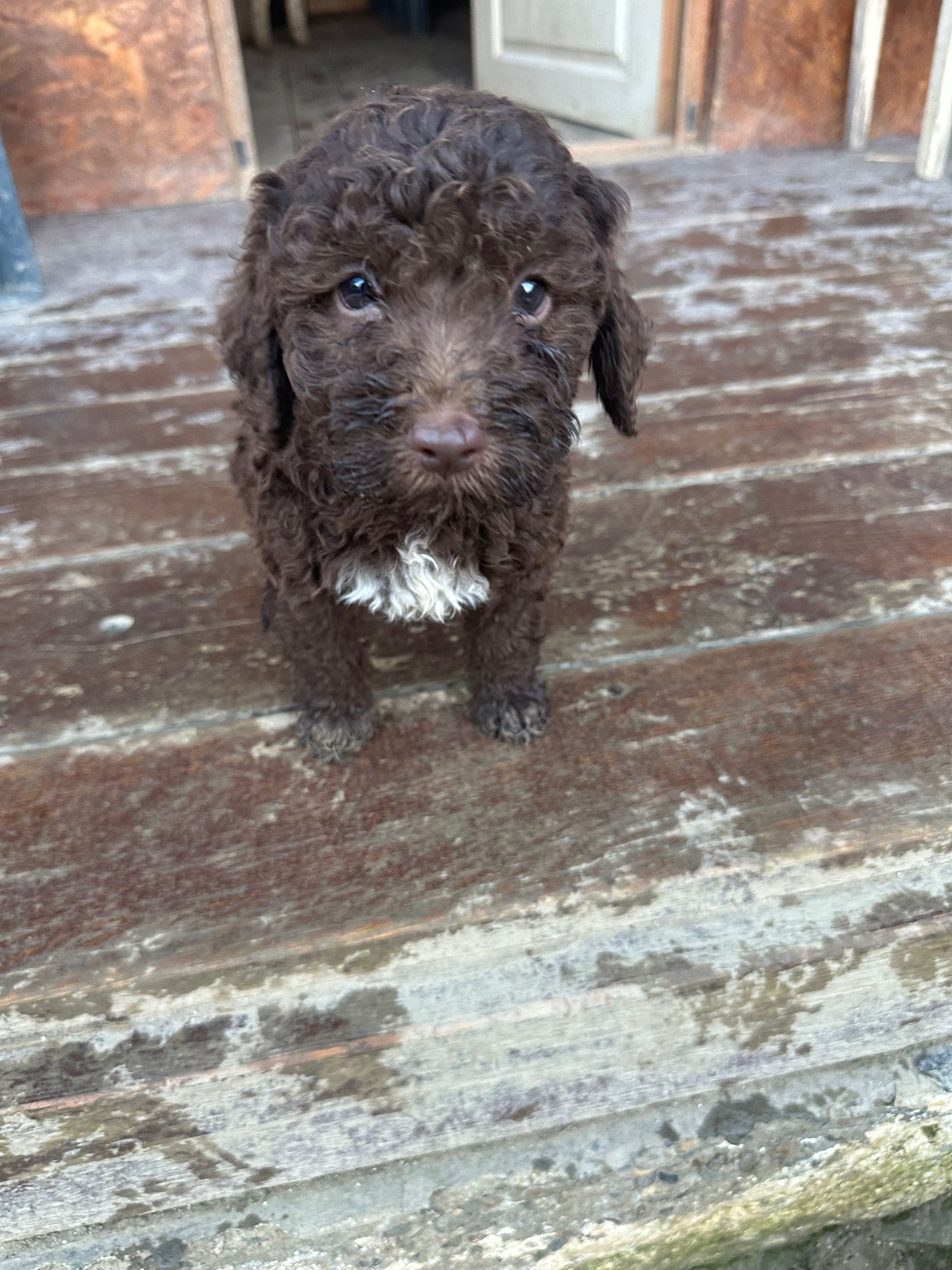 Lagotto Romagnolo