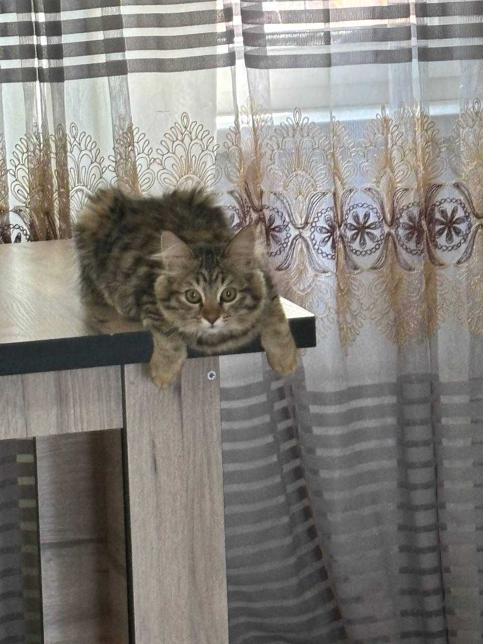 Котята,  доброму сердцу и в теплый дом.