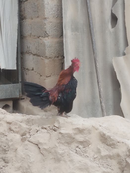 1 ta ko shamo xoʻroz 2 ta tovuq va 1 ta serama xoʻroz