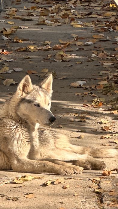 Найден хаски очень худой