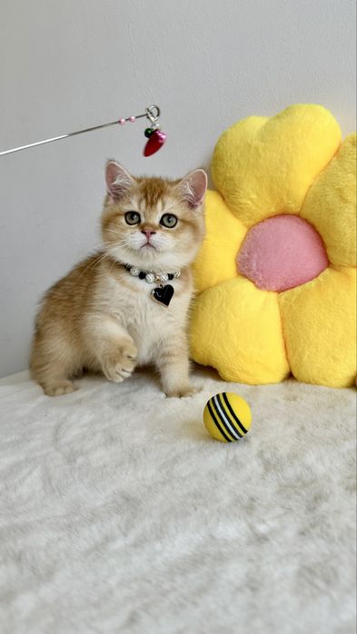 British Shorthair Chinchilla Gold - Cu Certificat Pedigree