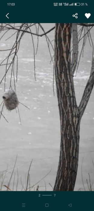 Гнездо ремеза куркултайдын уясы