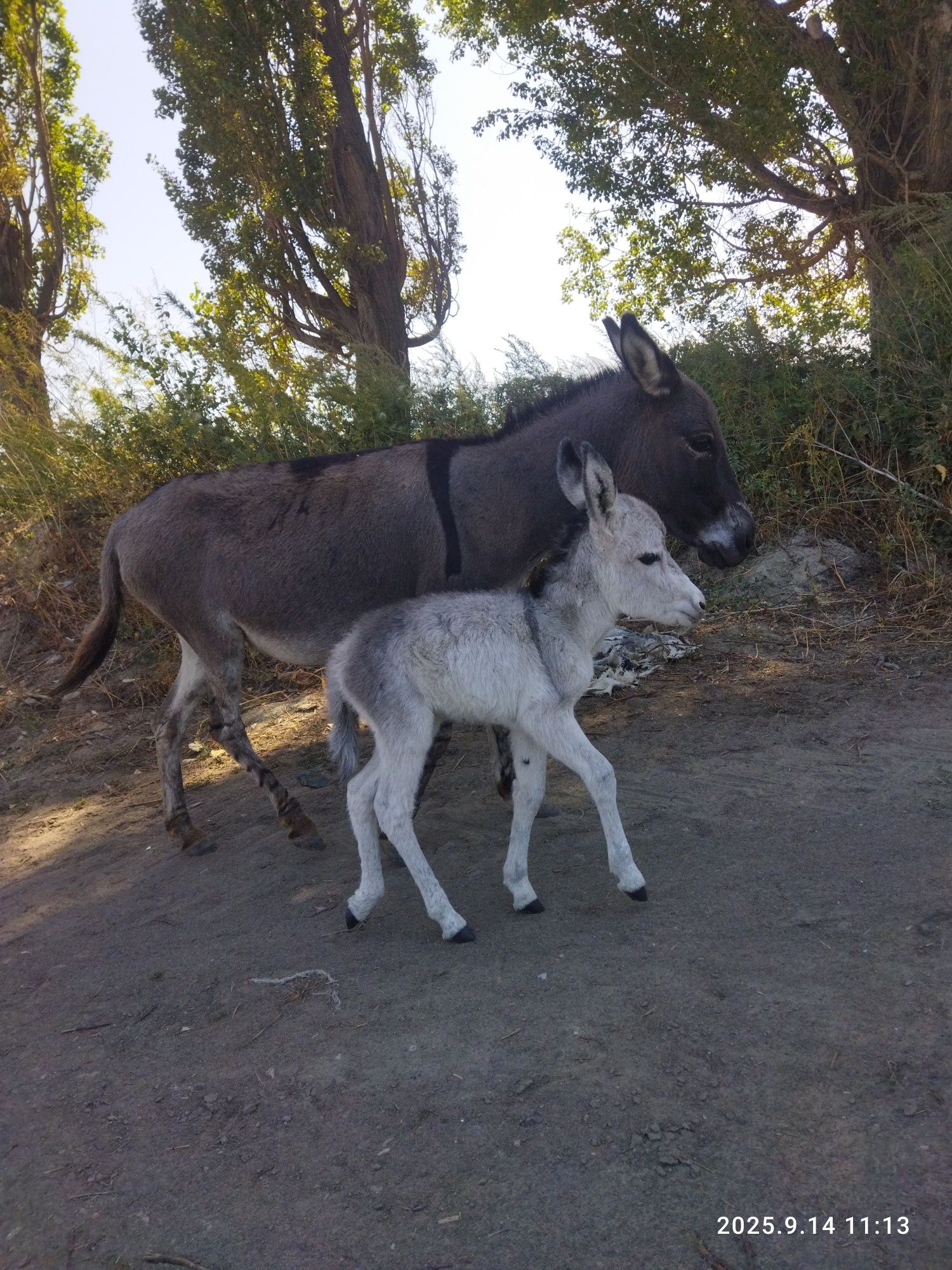 Продам осёлллллл