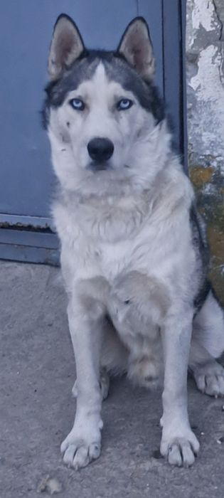D O N E Z  câine Husky