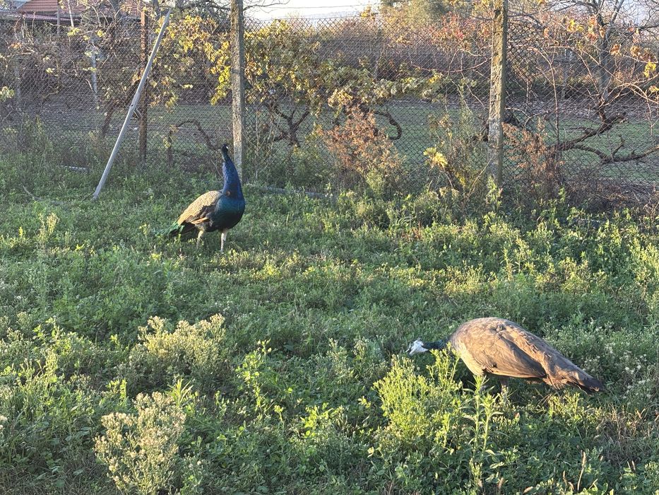 Чифт пауни мъжки женски