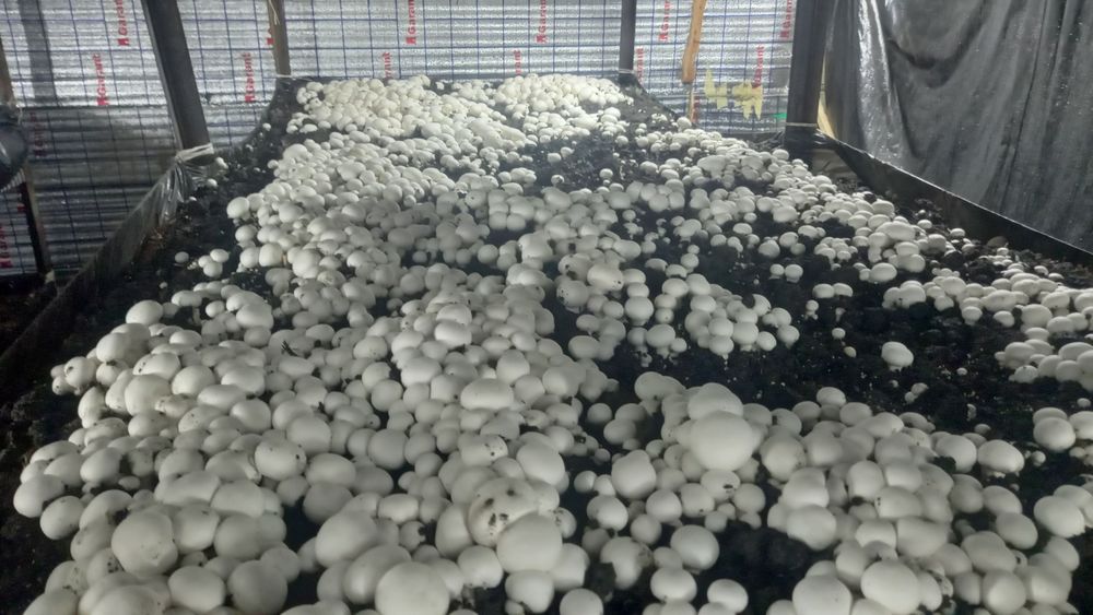 Biznez  uchun yaxshi doromadi yaxshi uy qurib sotsayam boladi