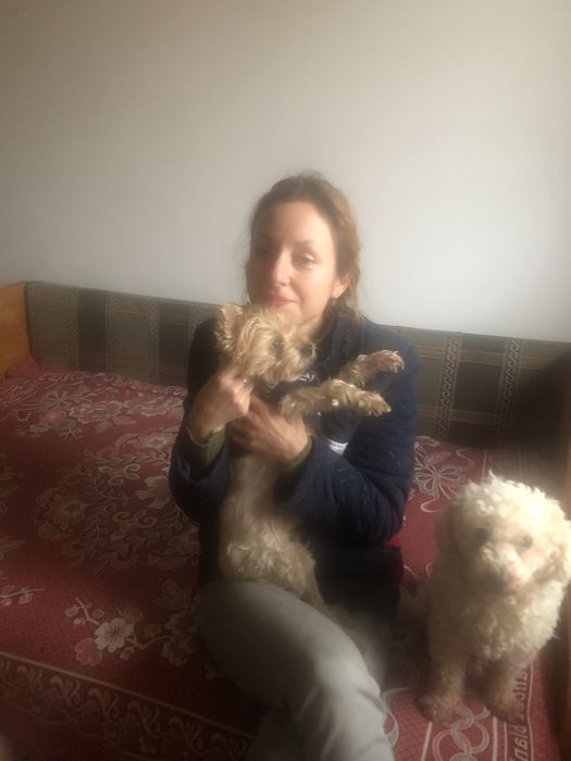 Cazare caini pet sitter