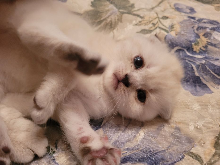 Котята Скоттиш-страйт