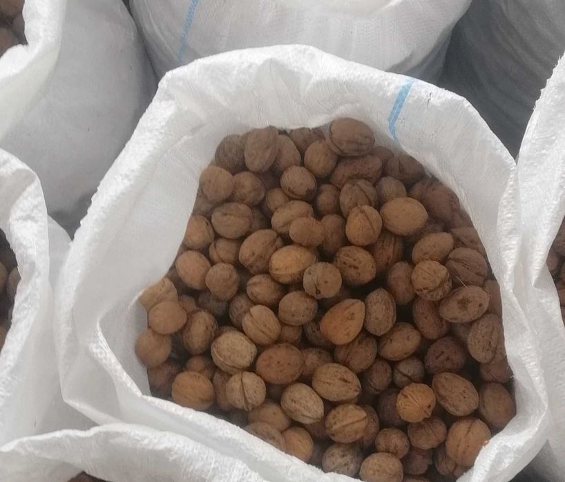 Vând nuci în coajă 2025