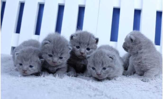 Продам Британских котят