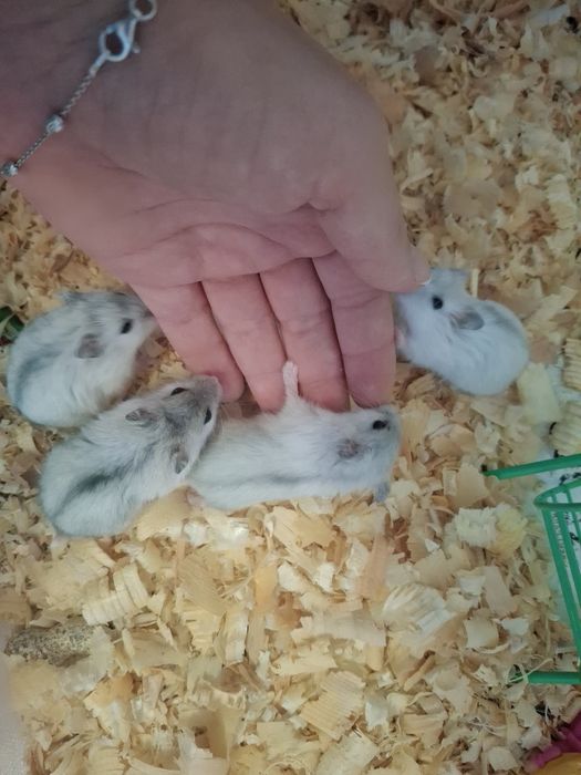 Джунгарски хамстери 4бр