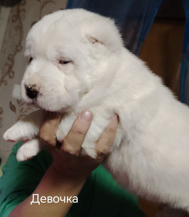 Продаются щенки алабая