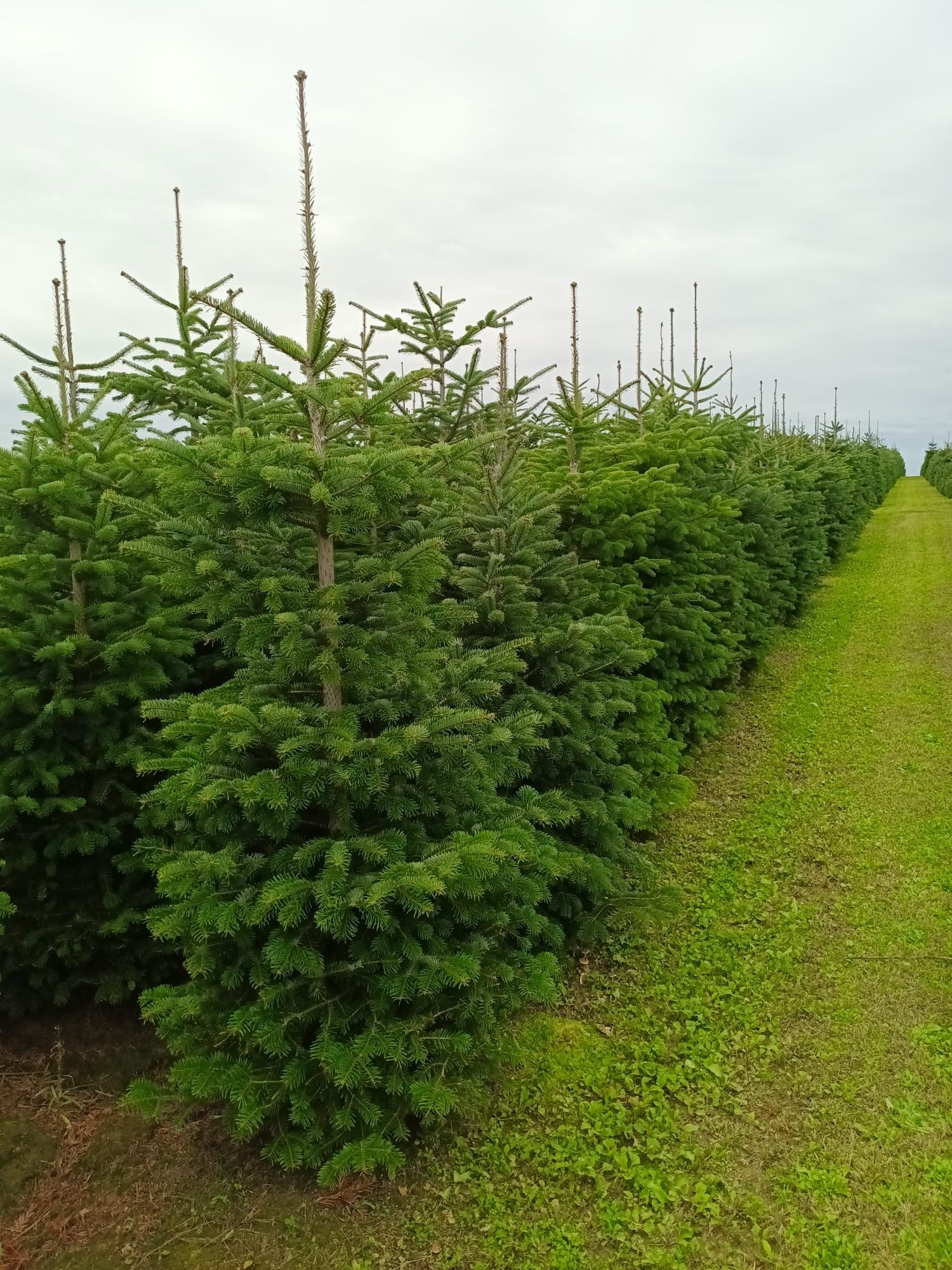 Vând tuia thuja brad verde mesteacăn Plante Naturale