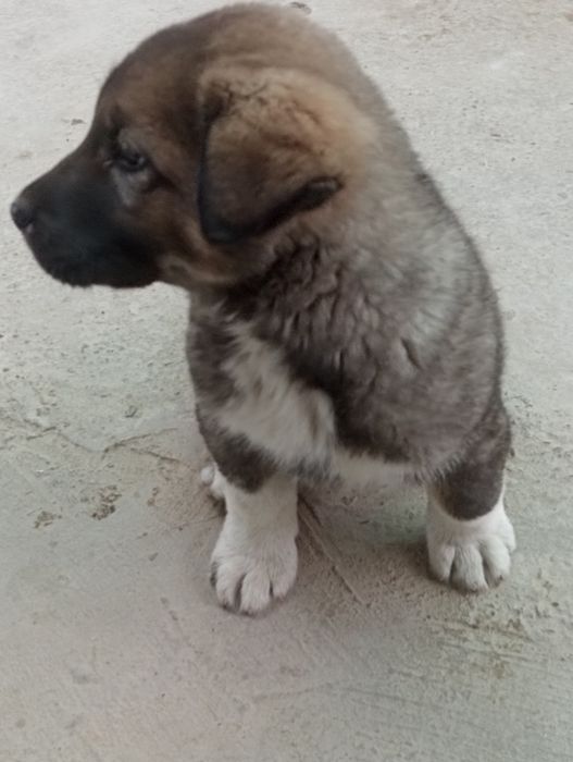 Zotdor it kotta it bolasi