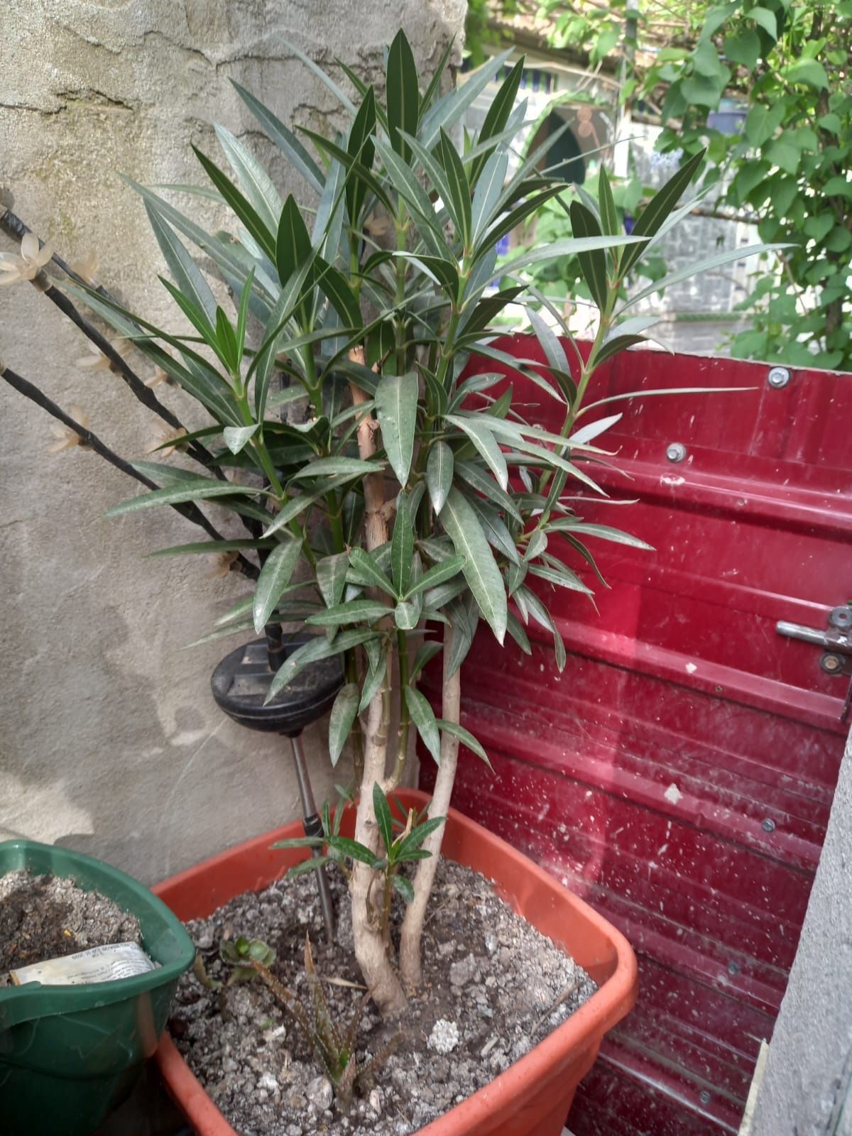 Vând planta leandru