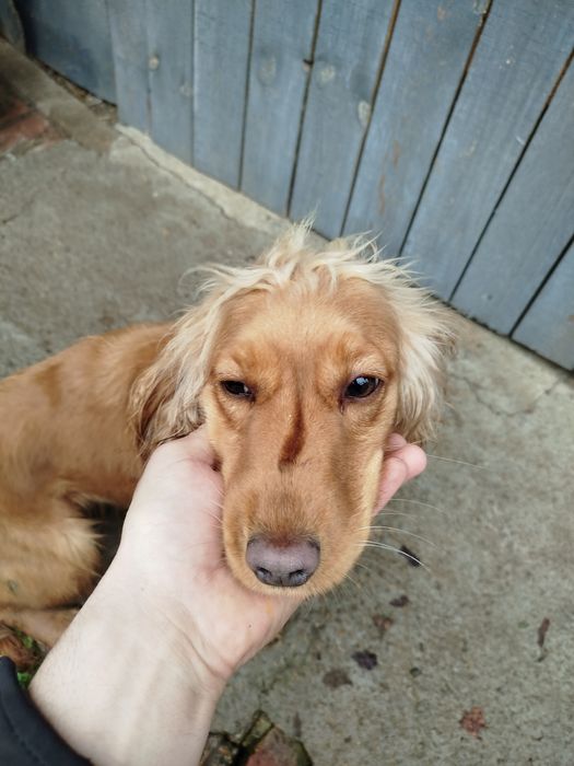 Кокер Шпаньол женски