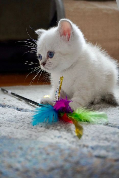 Шотландски и британски котки