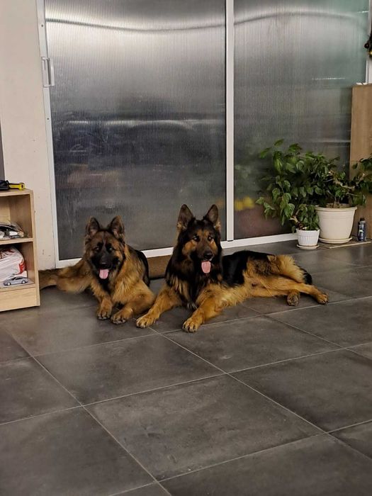 Продаваме кученца , немска овчарка