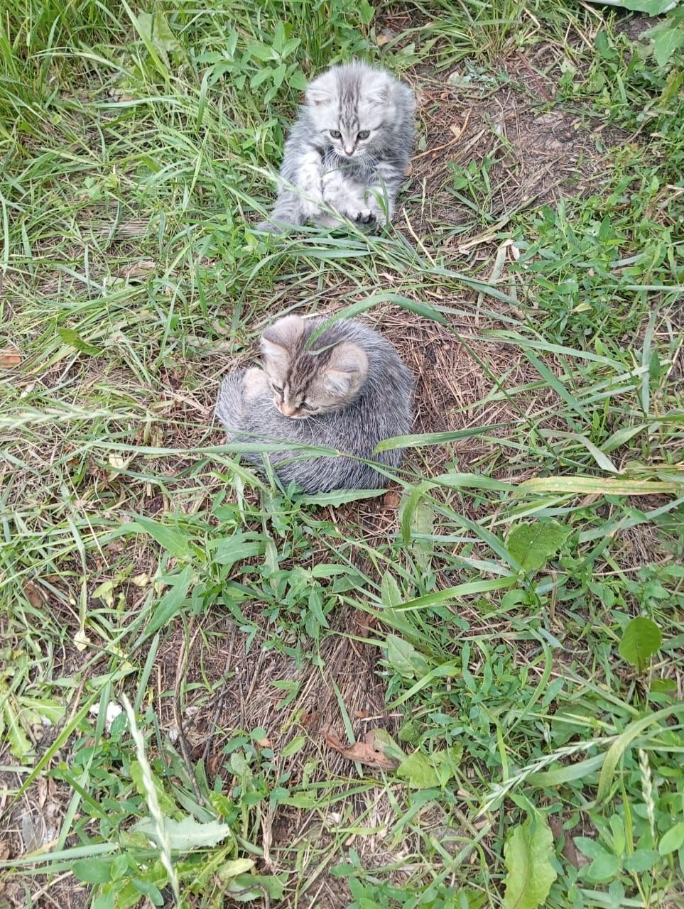 Котята бесплатно