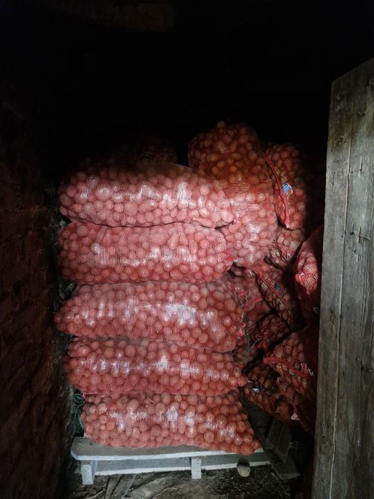 Продам кормовую картошку