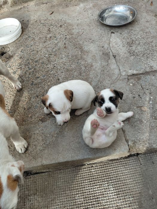 Джак Ръсел териер