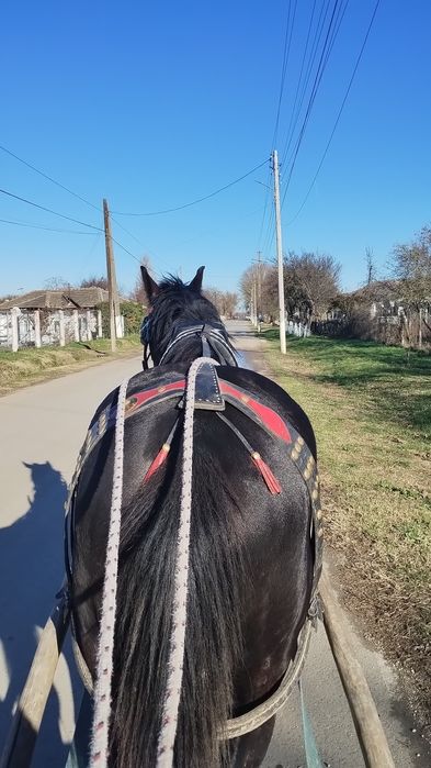 Vând/schimb armăsar la 3 ani