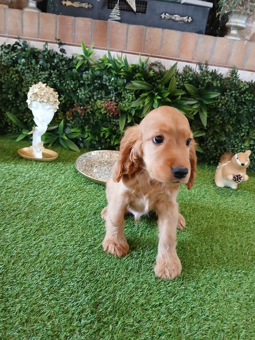 Cocker Spaniel 2 luni sănătos și jucăuș