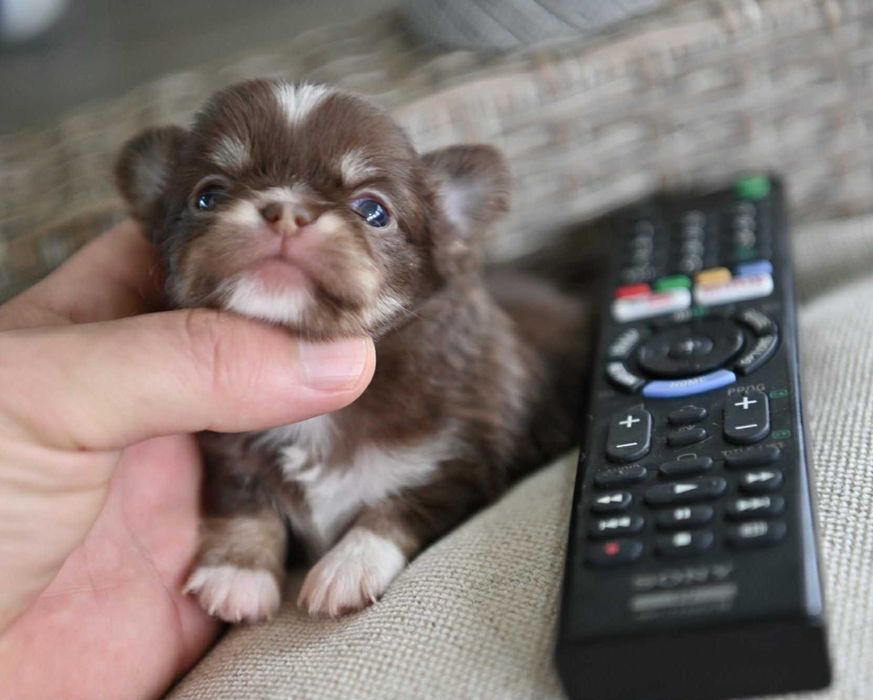 Женско миниатюрно чихуахуа шоколадов тен