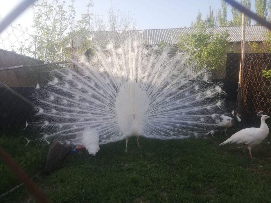 Ак павлин самец 4 жасар