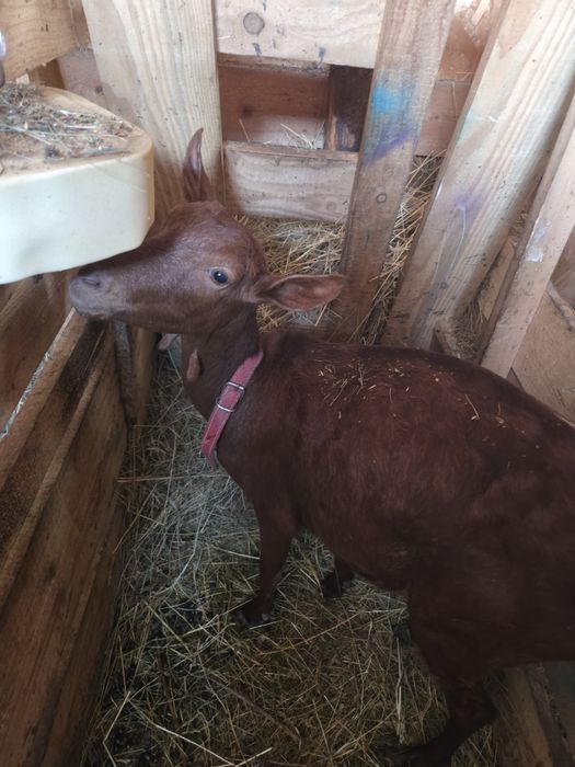 Capra murciana granada