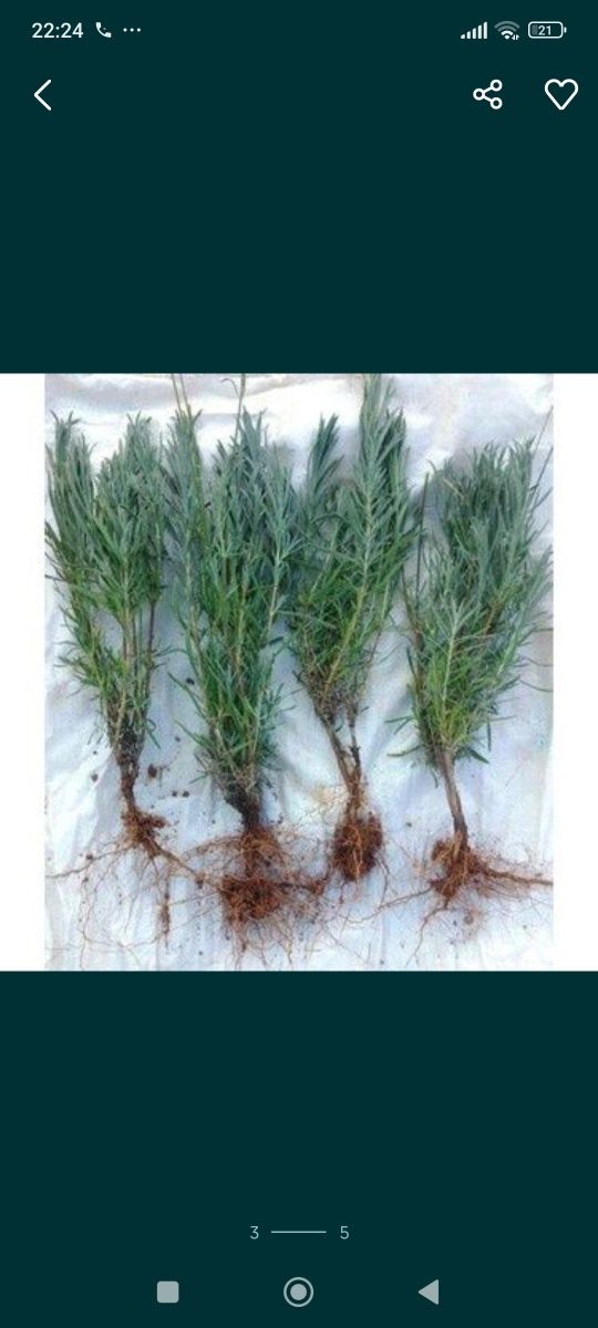 Lavanda nihollarimiz sotuvda (optom narxi)