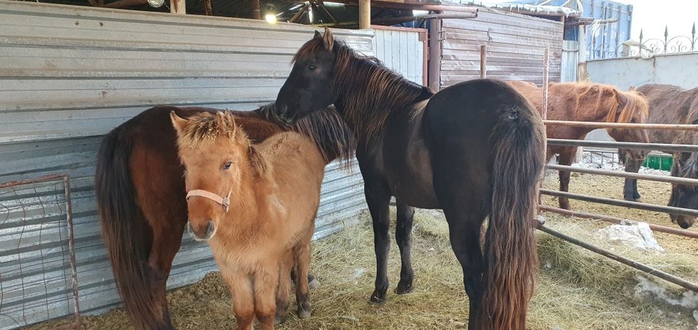 Продам крупную ездовую лошадь !