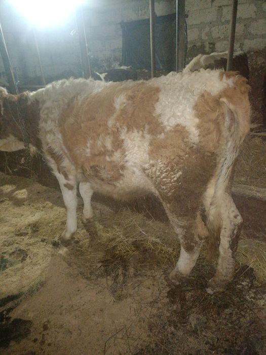 Vând juncă bălțată românească