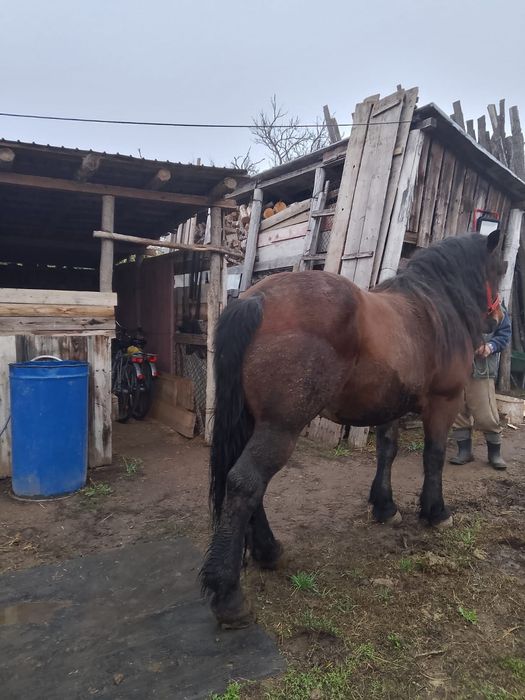 Vând cal Semi-greu romanesc 7 ani semigreu castrat