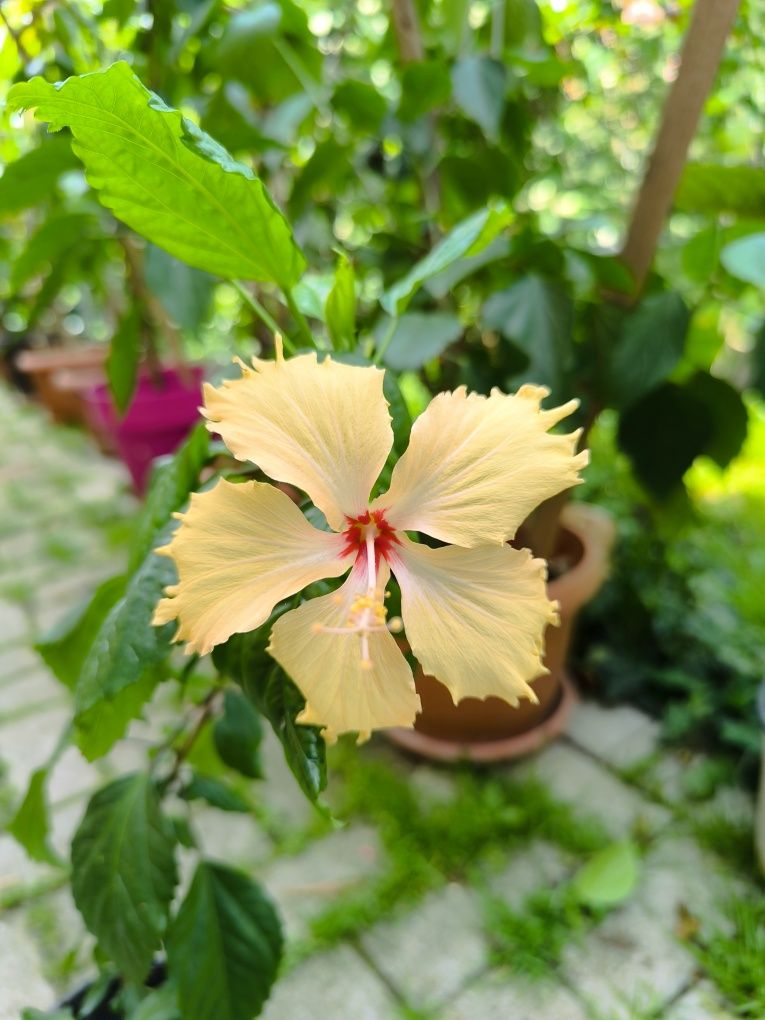 Hibiscus trandafir japonez