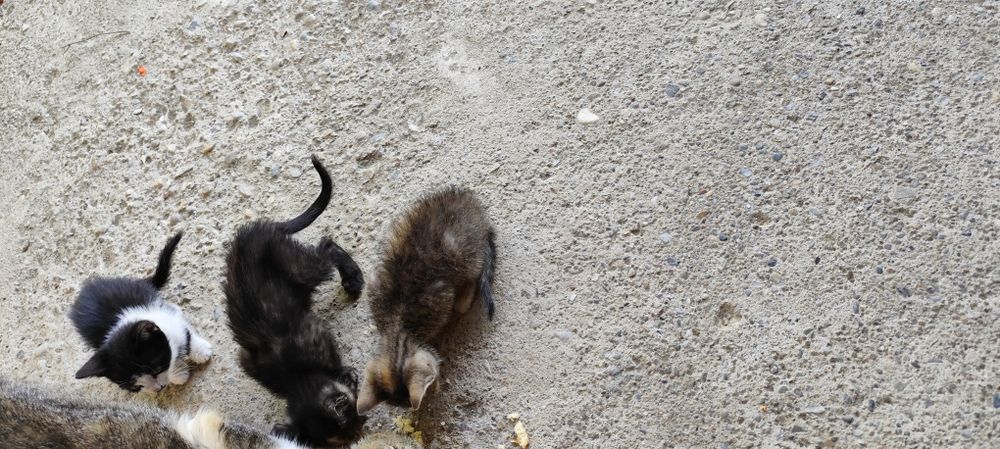 Donez cu drag două pisicuțe adorabile