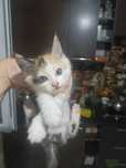 Продам милых котят