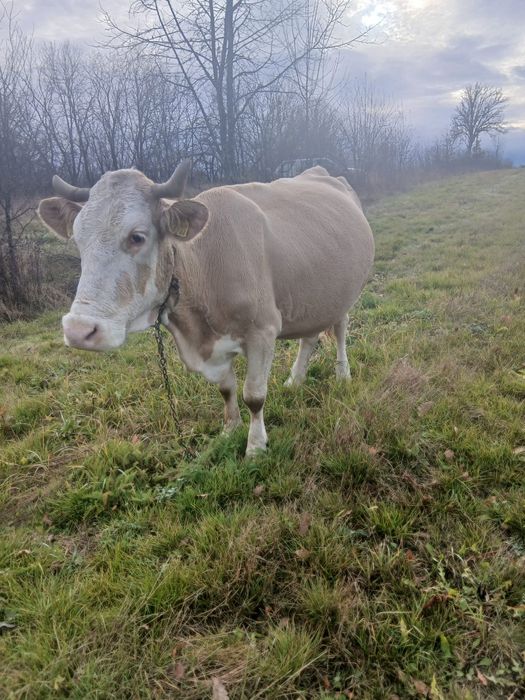 Vând vacă de 6 ani