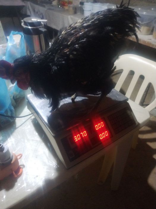 Xoroz 1 yarim yosh, хуроз